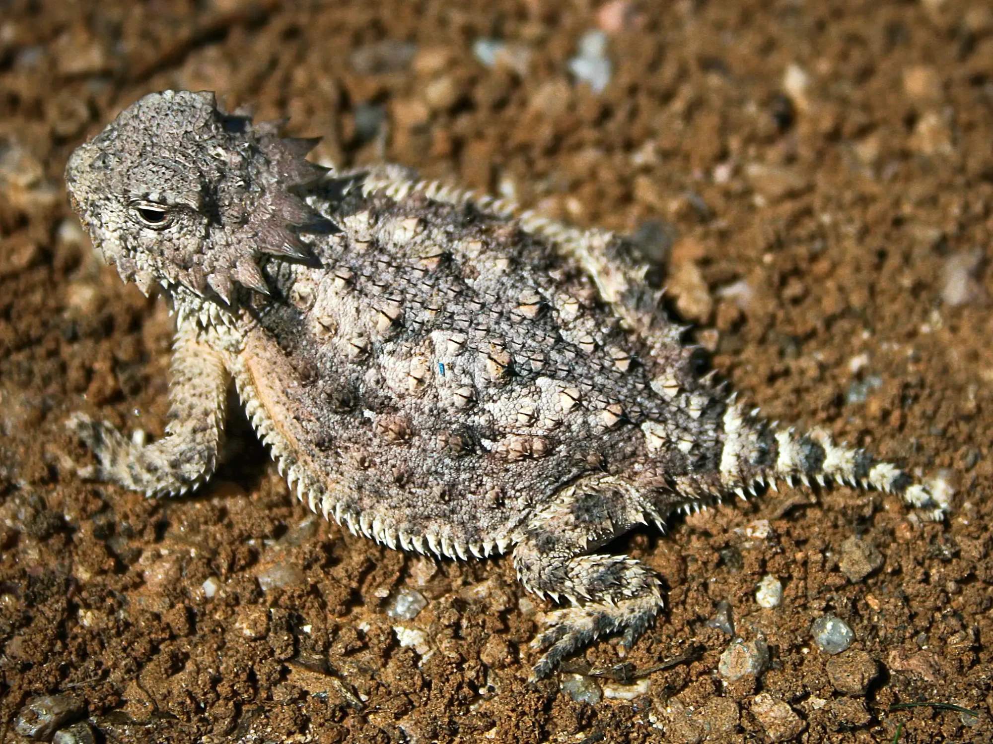 Horny Toads