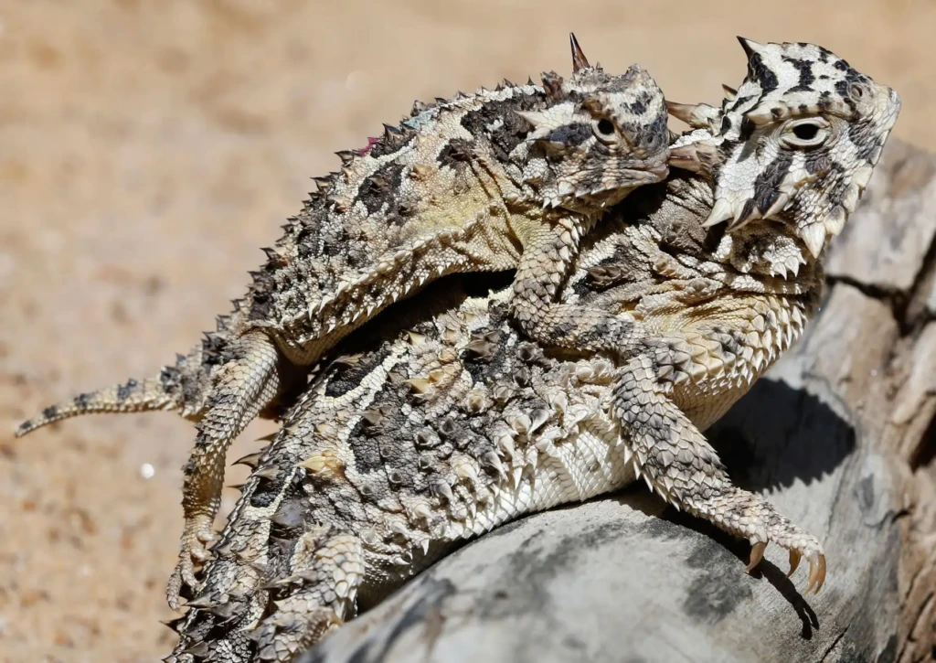 Two horny toads