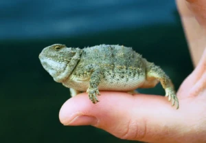 Horny Toads