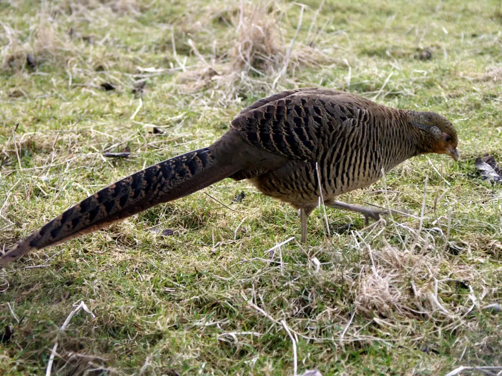 Female Golden pheasant