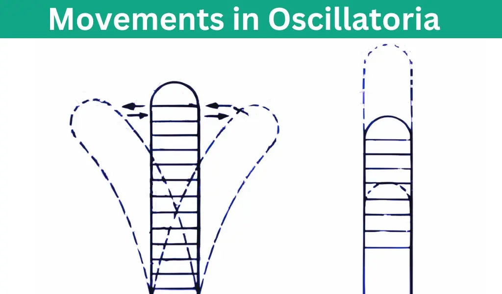 Movements-in-oscillatoria